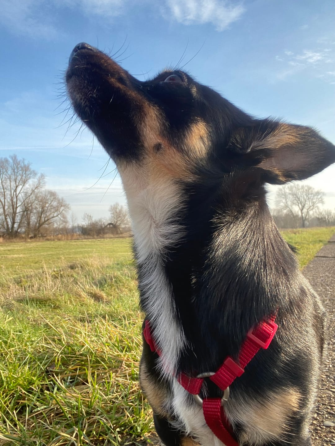 Customer photo review of Giardientest Hund