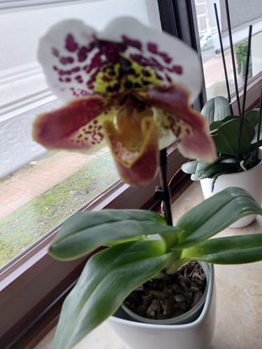 Nahaufnahme der Frauenschuh-Orchidee eines Kunden mit einer großen, zweifarbigen Blüte in einem weißen Topf am Fenster.