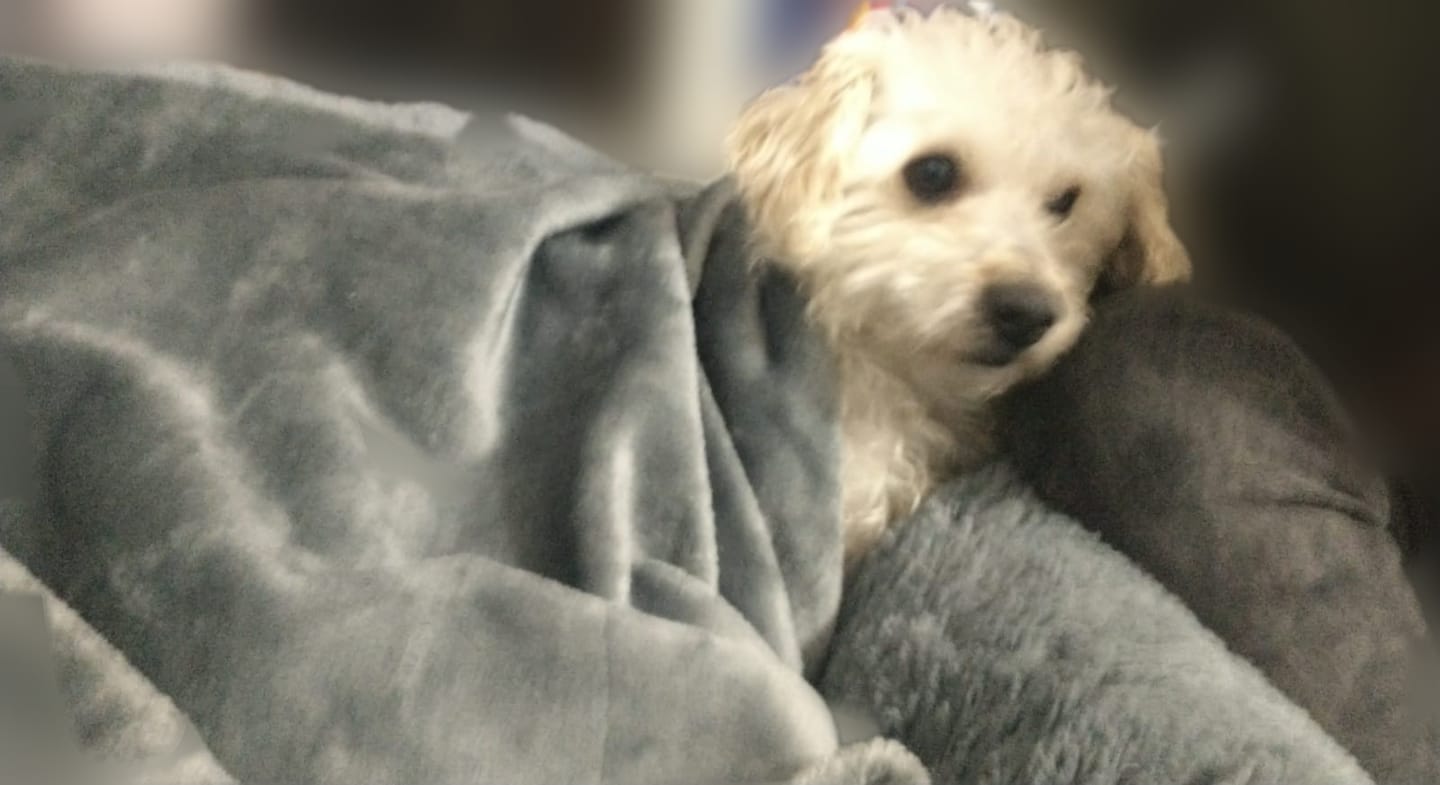 Customer photo review of Manta Relajante para Mascotas