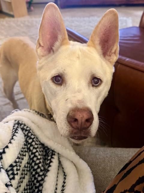 Customer photo review of Calm Grooming at home™.