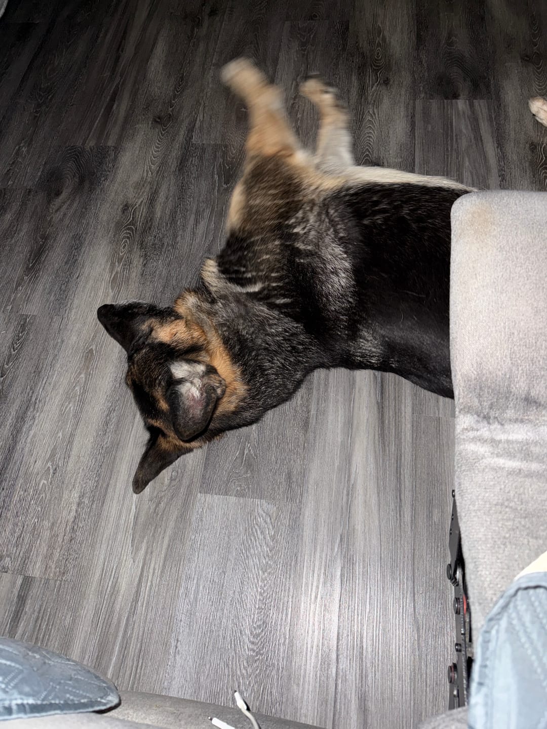 Customer photo review of PEASY (Stress, Anxiété, Nervosité) pour chiens et chats
