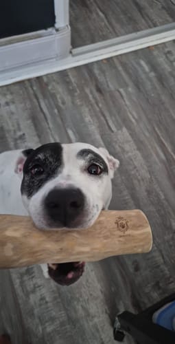 Customer photo review of Mystery Box - Dog