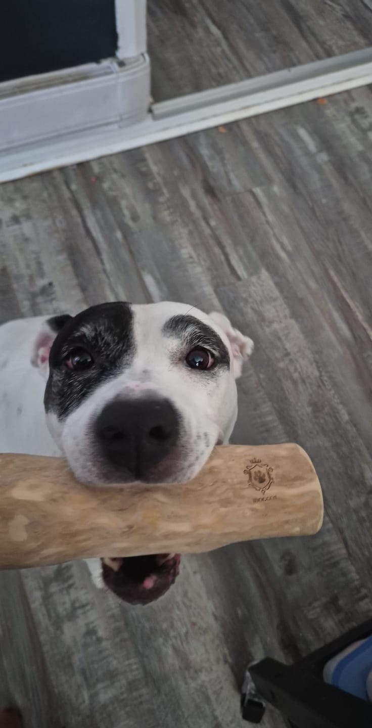 Customer photo review of Mystery Box - Dog