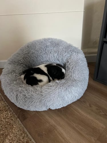 Customer photo review of Calming Donut Bed - Husky Grey