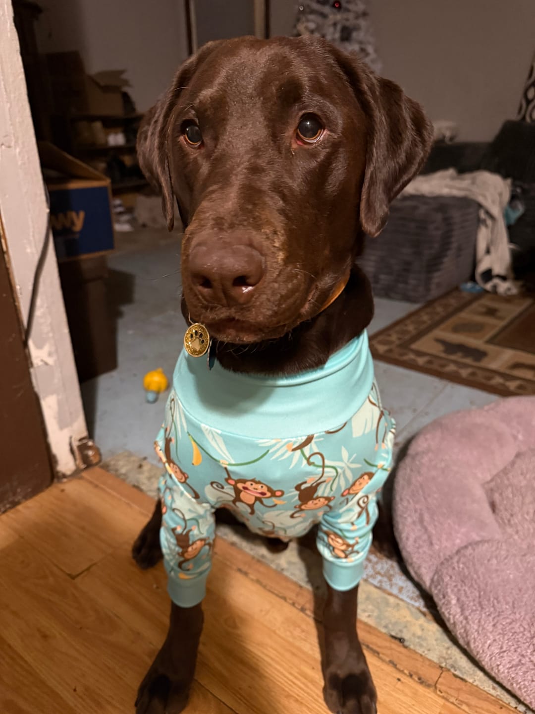 Customer photo review of Dog Pajama - Monkey Business