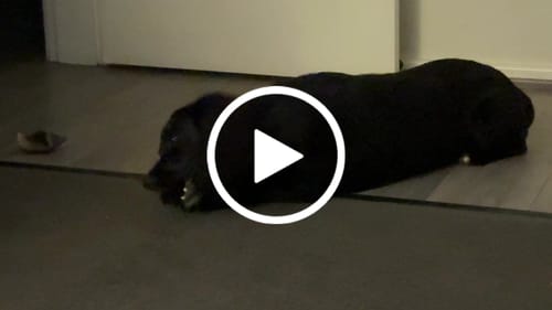 Customer video review of Beef Pizzle (THICK & Short)