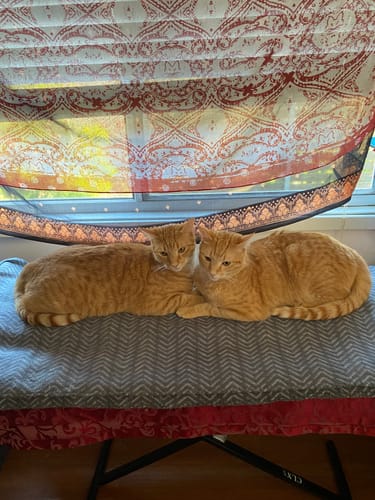 Customer photo review of 3 Month Supply - 2 Cats