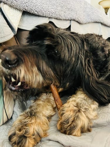 Customer photo review of Collagen sticks for dogs