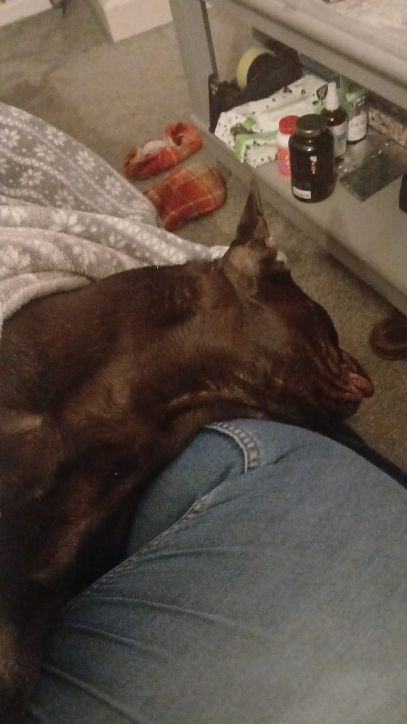 Customer photo review of Pet Probiotic Ear Care - 100ml Spray
