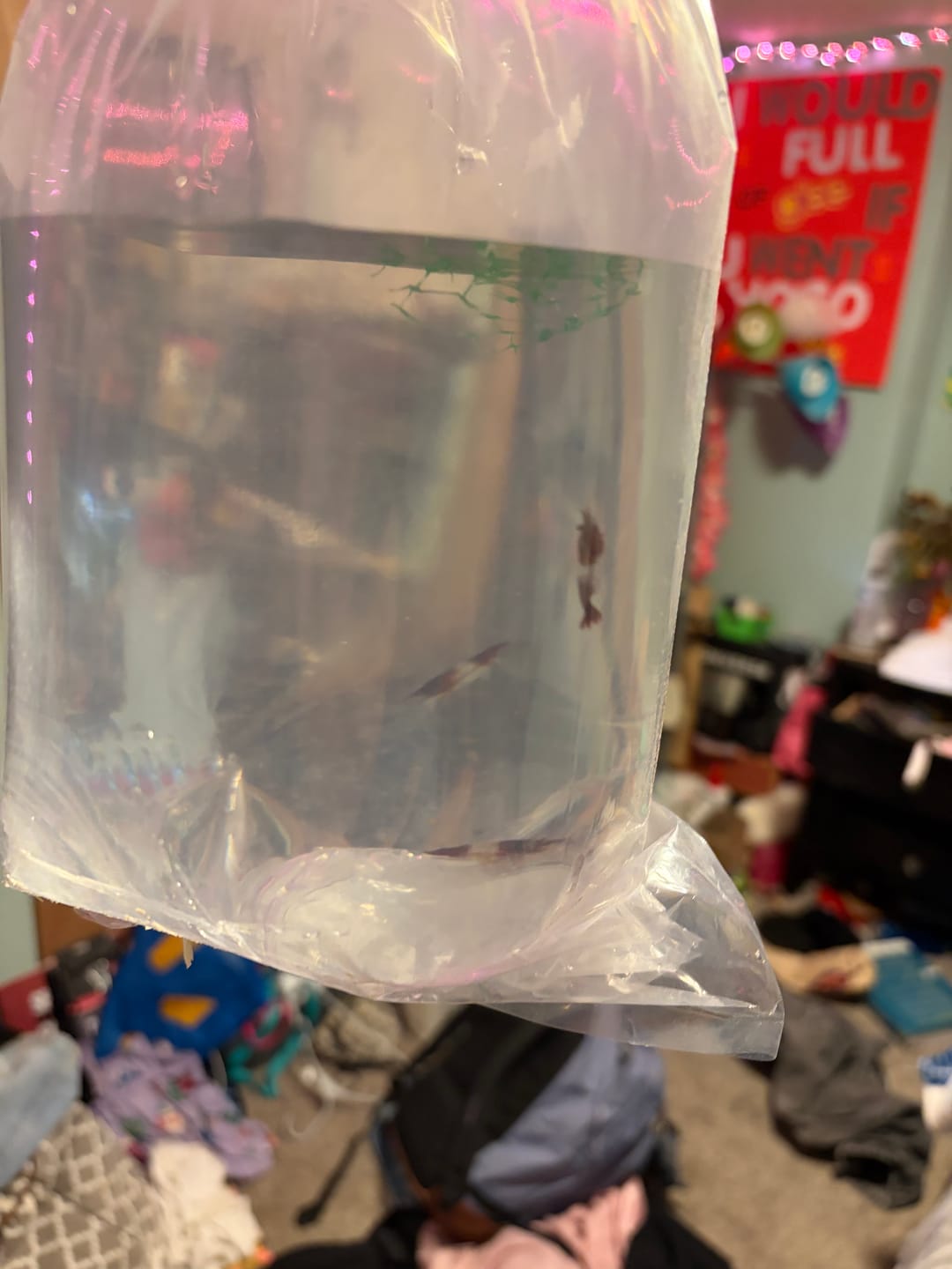 Customer photo review of Red Rili Shrimp