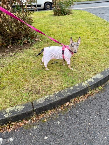 Customer's small dog wearing the Pink Stripes Dog Pajama with a pink harness for a walk on grass.