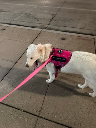 Customer's white dog wearing the pink Tactical Team K9 Dog Harness while on a walk at night.