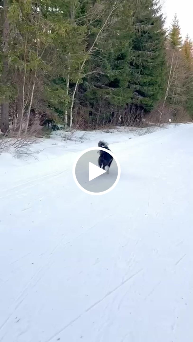 Customer video review of Allergietest Basic Hund