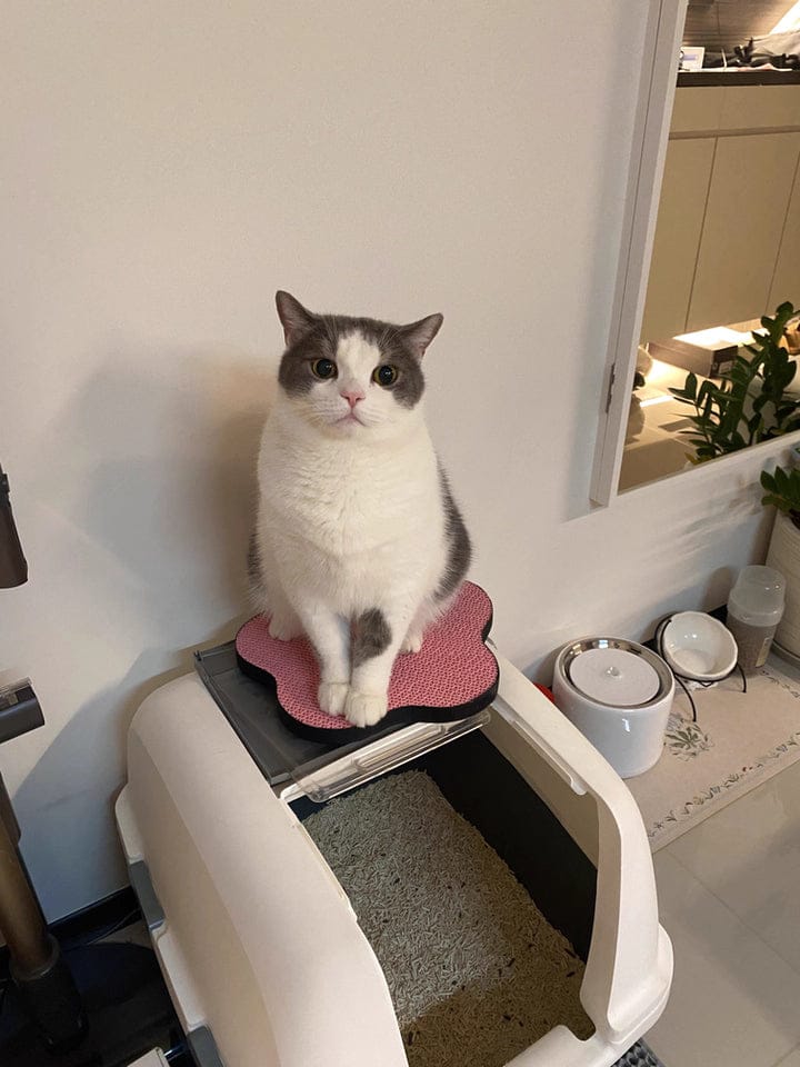Customer photo review of Flower-Shaped, Connectable, Non-Shedding Plant Pulp Cat Scratching Pad