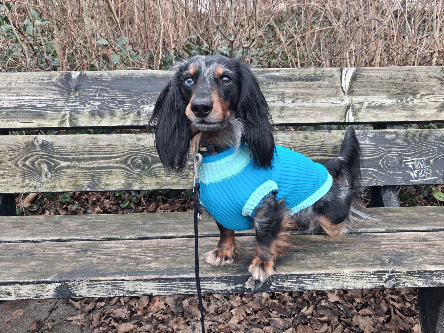 Customer photo review of THE GLOW JUMPER 2.0  - Neon Hundepullover - (Crystal Sky)
