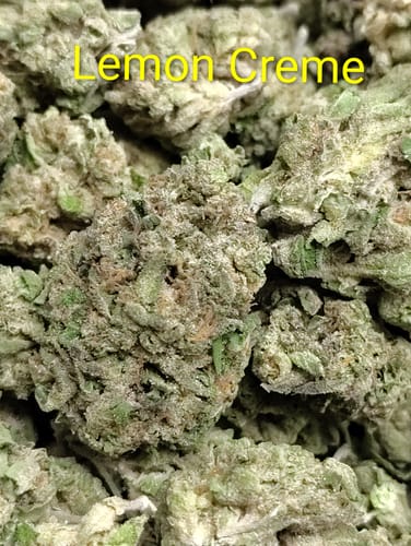 Customer photo review of Lemon Créme THCA Flower