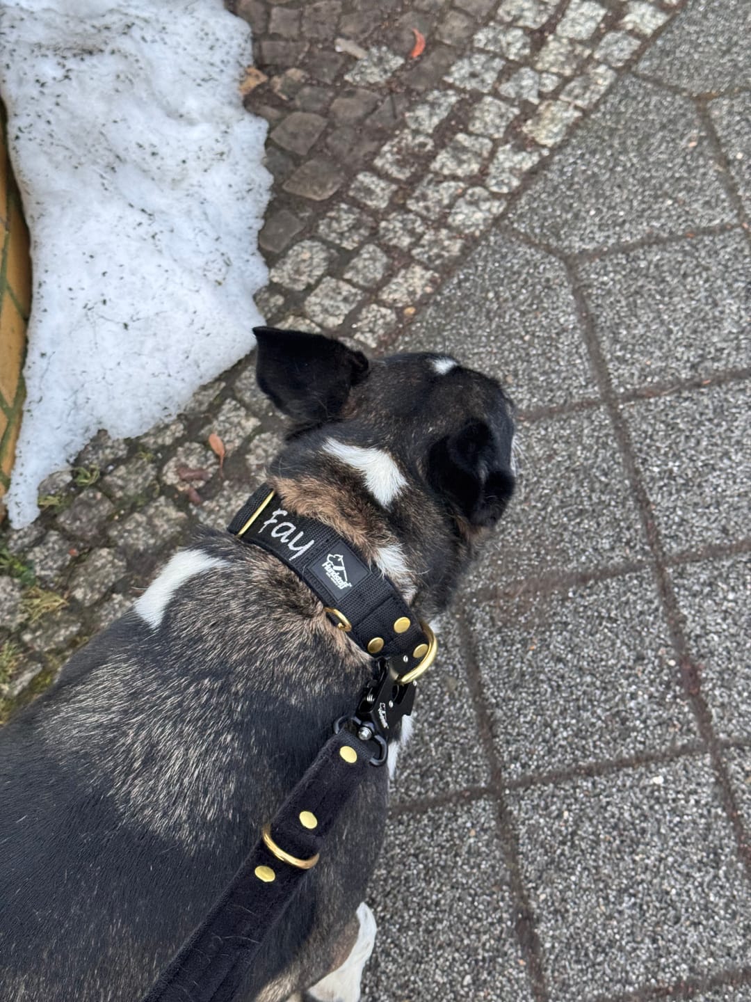 Customer photo review of Multi Guard Leash Golden Svart - Multi-väktarkoppel