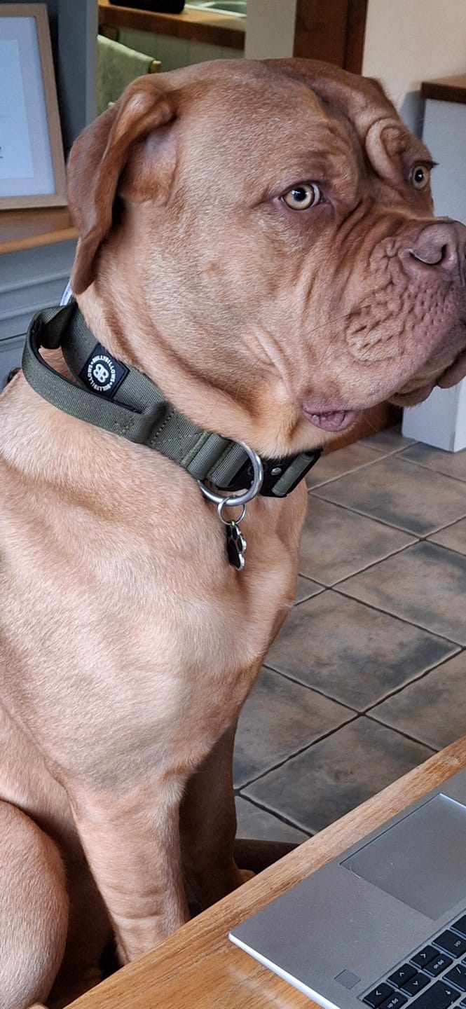 Customer photo review of 4cm Combat® Collar | Handle & Rated Clip -  Khaki
