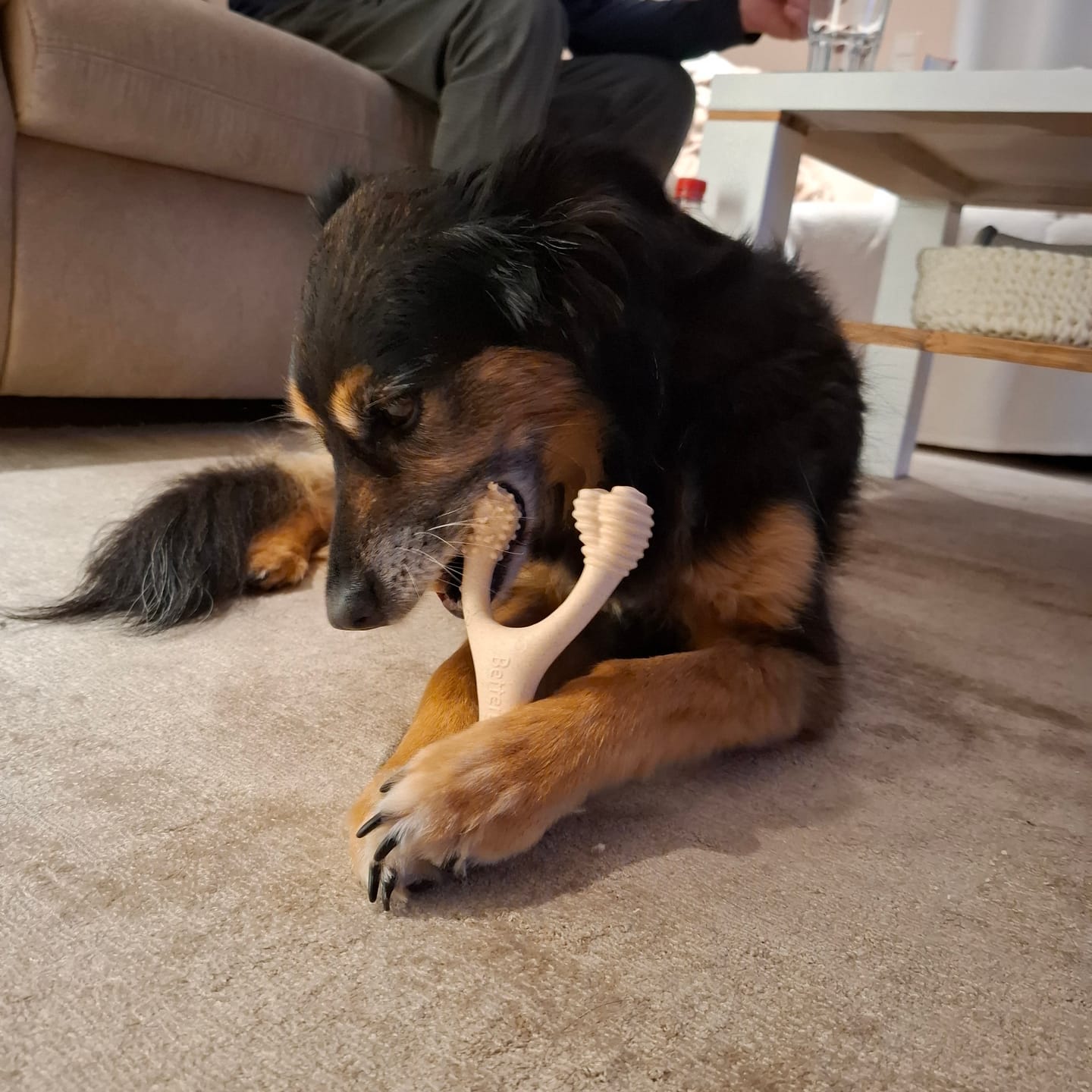 Customer photo review of BetterBone Hundeknochen – Nachhaltig, Zahnfreundlich & Langlebiges Kauspielzeug
