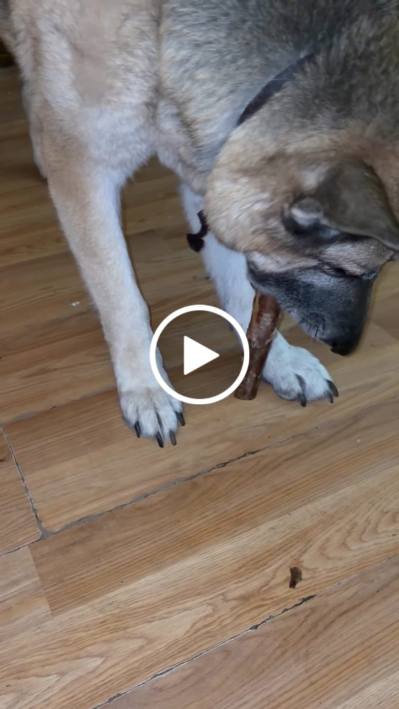 Customer video review of Ostrich Shaft Bones (11" x 2"): The Long-Lasting, Flavorful Chew for Medium to Large Dogs