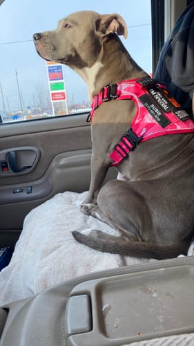 Customer's dog sitting in a car wearing the pink camo Team K9 Tactical Dog Harness with custom patches.