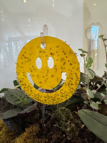 Customer's yellow Killer Smiles gnat trap in a houseplant, covered with many fungus gnats.