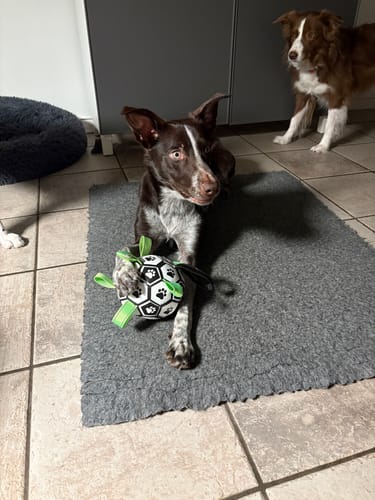 Anmelders hund ligger på en måtte og holder fast i Den Ultimative Fodbold med sine forpoter.