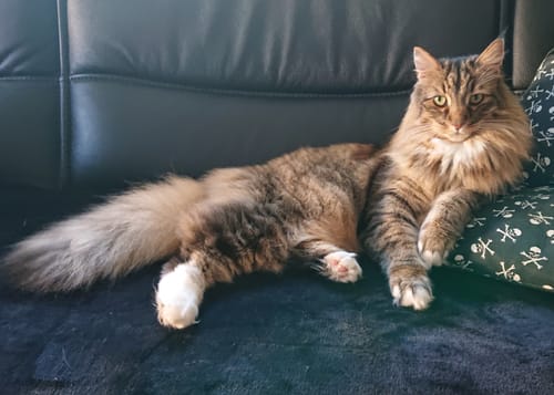 Rezensent teilt ein Foto der Katze, die das 'Frecher Fuchs' Shirt laut Bewertung ruiniert hat.