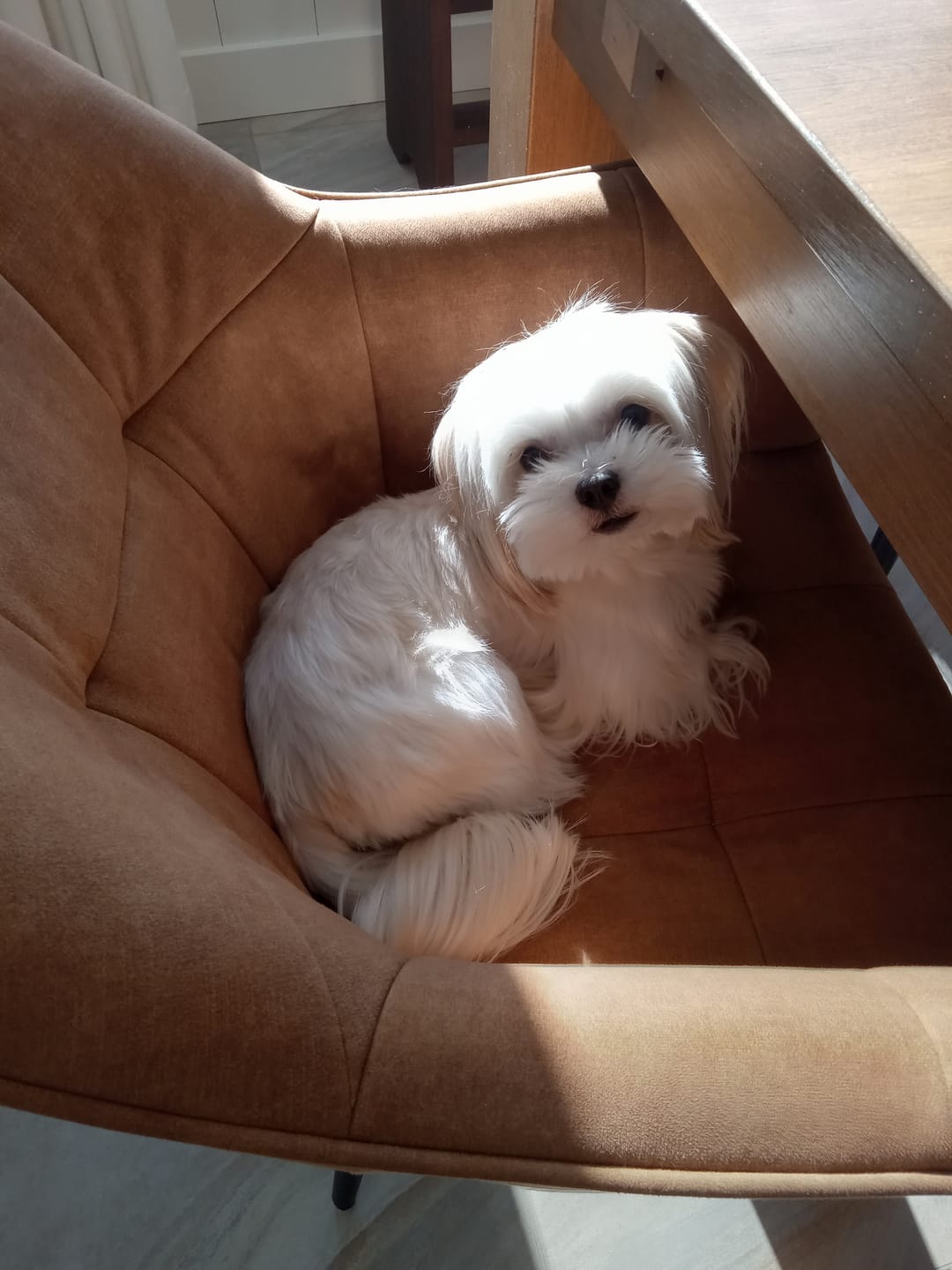 Customer photo review of Horizon Pulsar - Nourriture sans grains pour chien