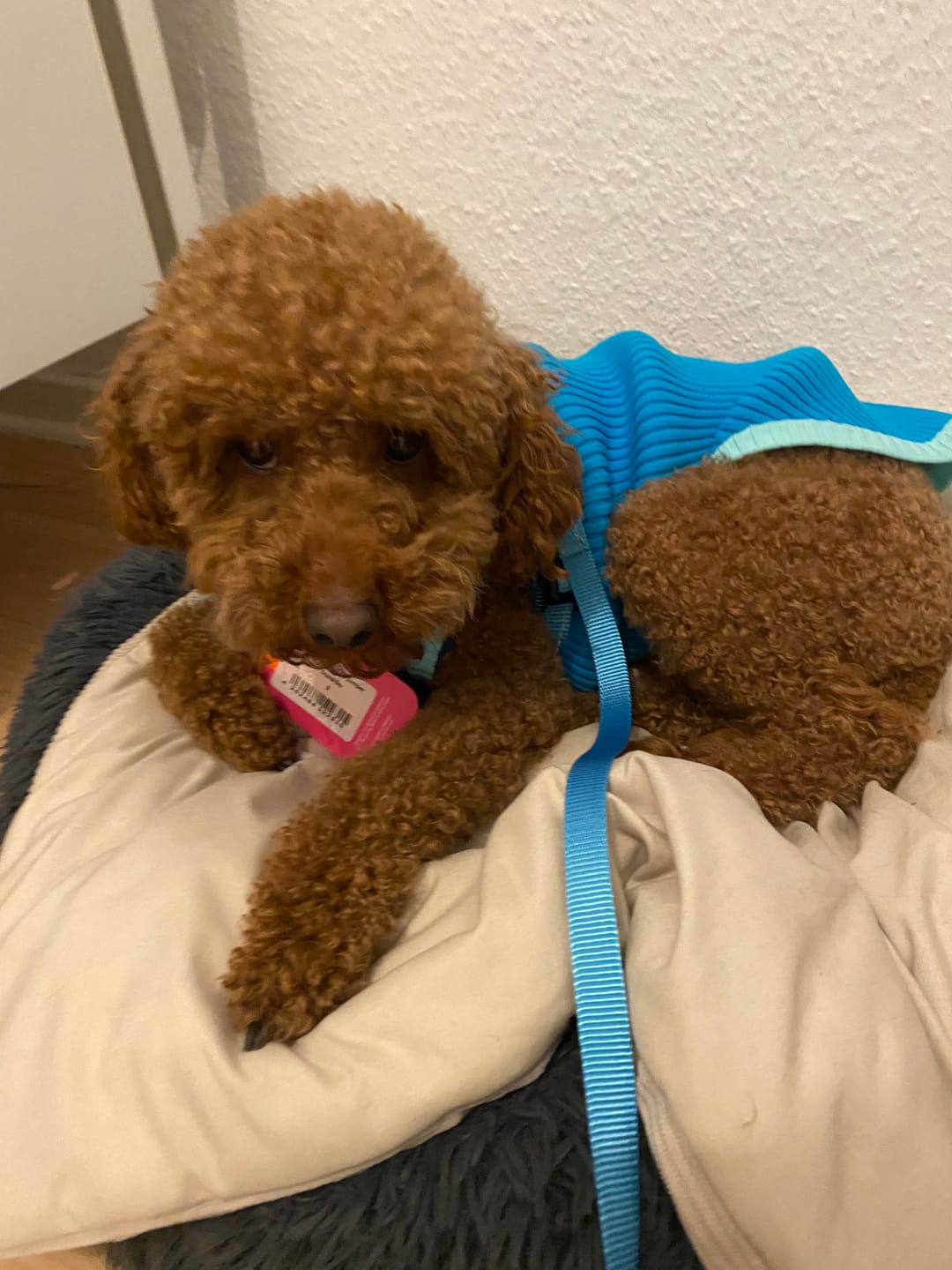 Customer photo review of THE GLOW JUMPER 2.0  - Neon Hundepullover - (Crystal Sky)