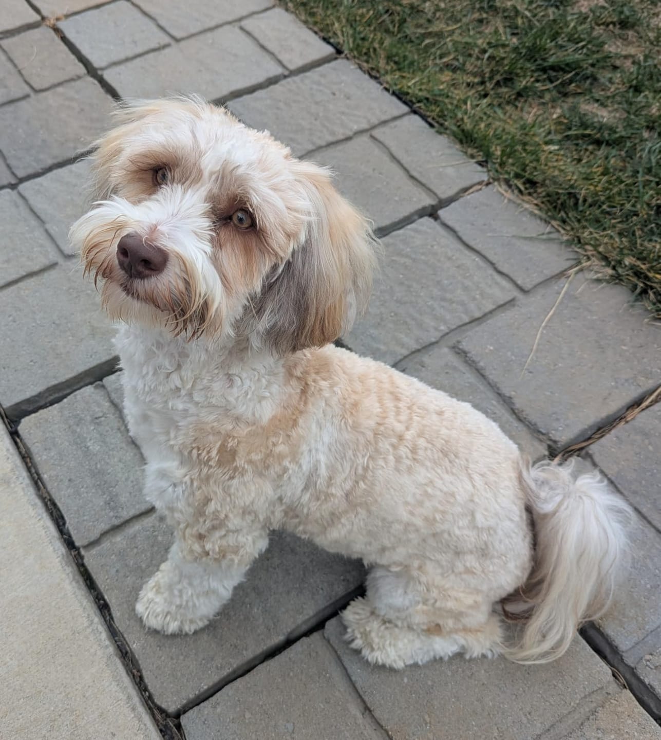Customer photo review of Calm Grooming at home™.