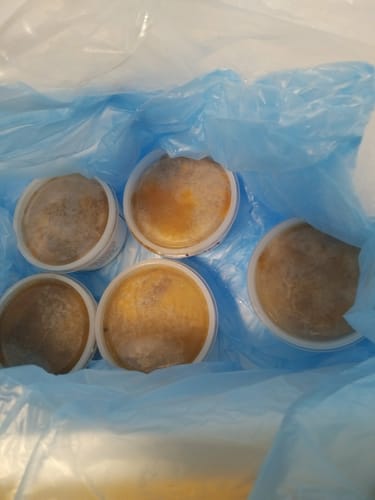 Customer photo review of Kiwi Kwizen Kina Pot Frozen (200G)