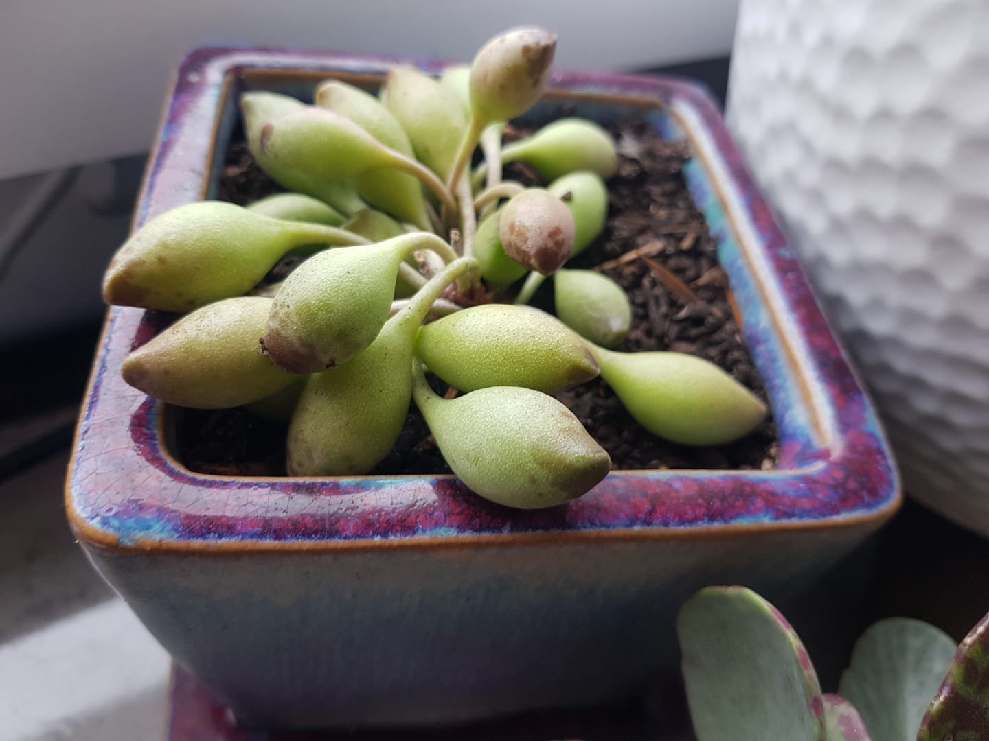 Customer photo review of Adromischus cristatus 'Indian Clubs'