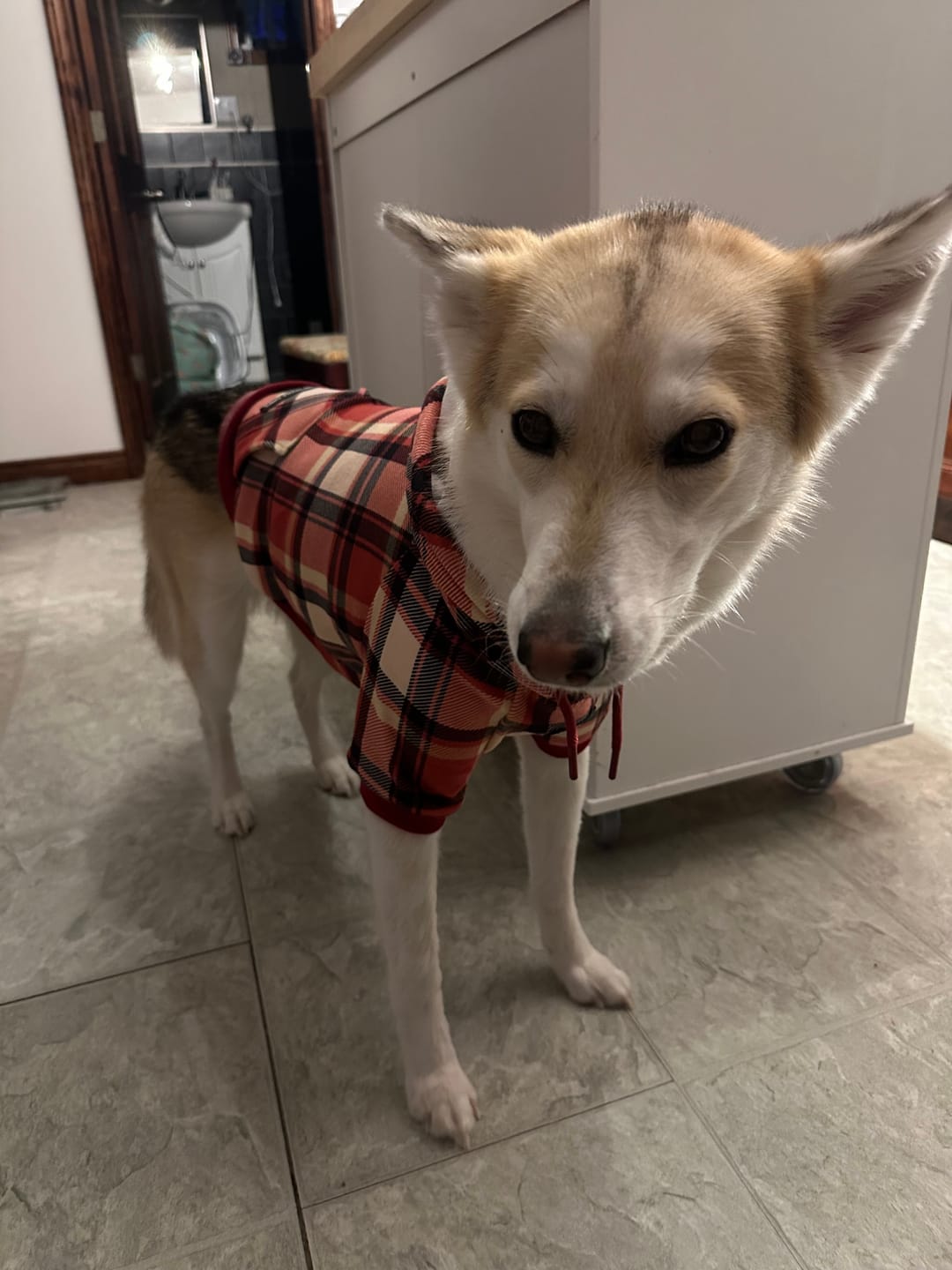 Customer photo review of Red Plaid Dog Hoodie