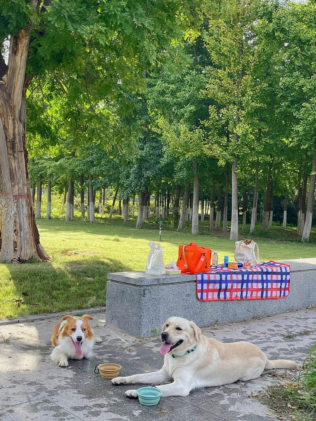 Customer photo review of Food-grade silicone Collapsible Trave Pet Bowls