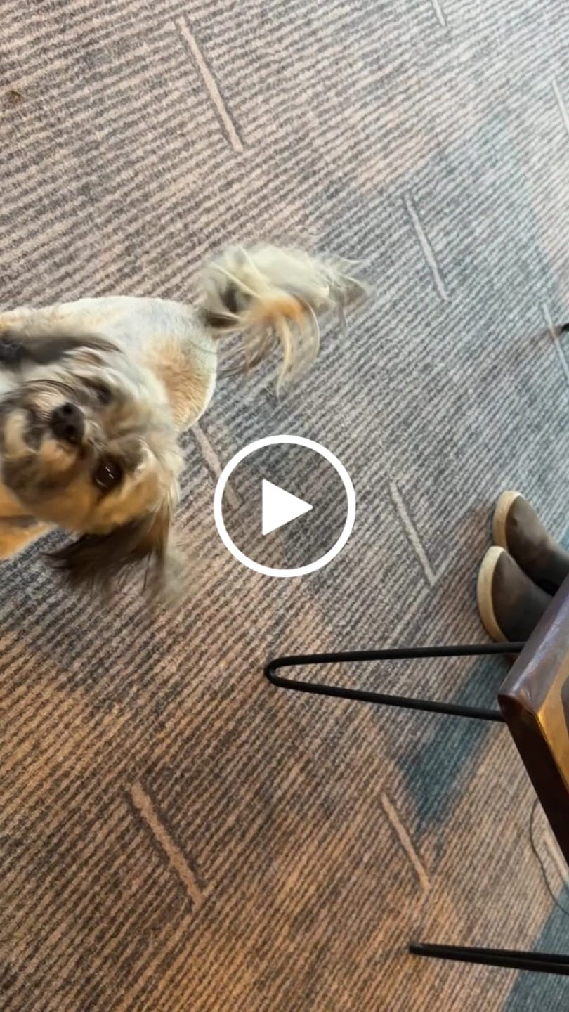 Customer video review of Beef Gullet Chews 4-5"