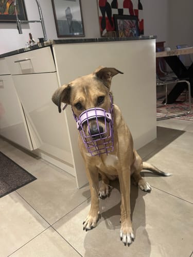 Customer photo review of Maulkorbberatung (online)