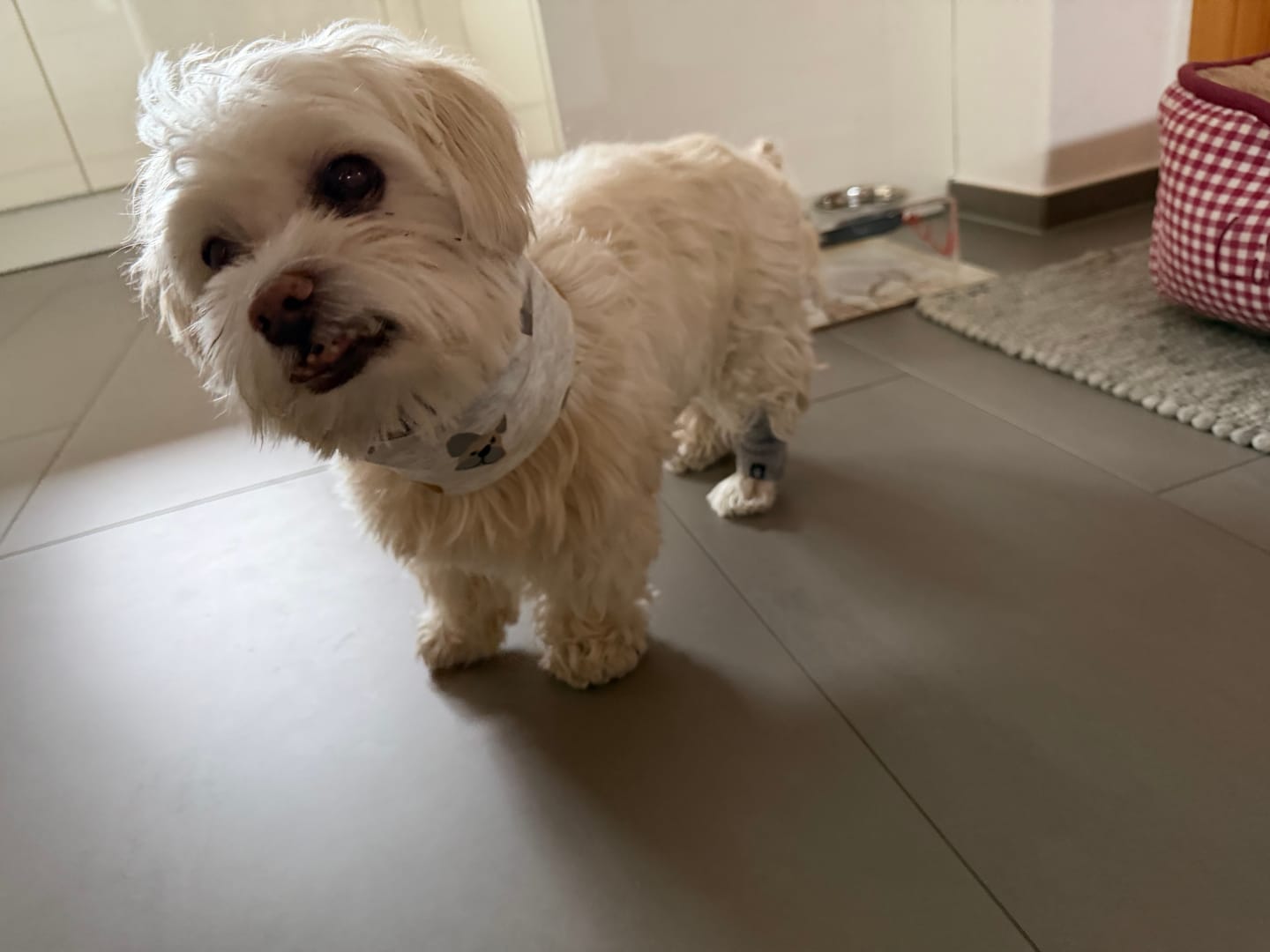 Customer photo review of Stretchy Fleece Dog Leg Warmer Sleeves