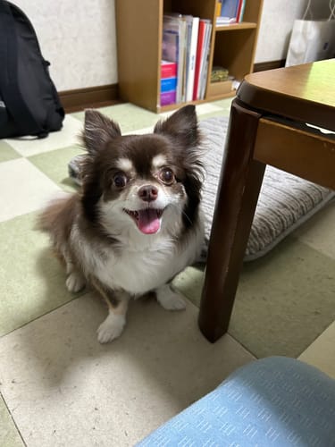 Customer photo review of 本物そっくり！愛犬キーホルダー♪