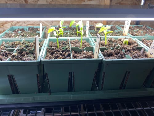 Customer photo review of Seed Starting Kit