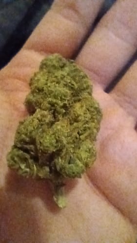 Customer photo review of Fruity Pebbles OG - 28 Grams - Indica