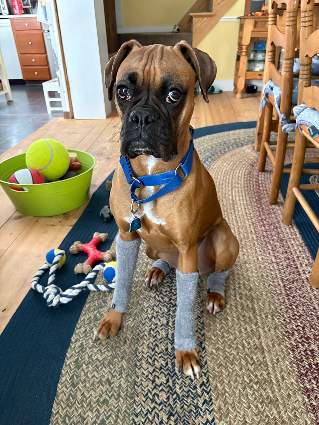 Customer photo review of Stretchy Fleece Dog Leg Warmer Sleeves - Grey