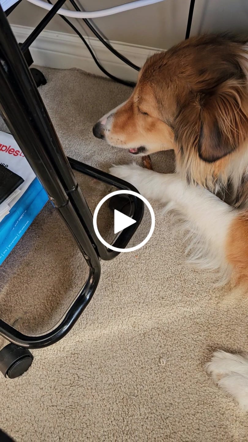 Customer video review of 5-6 Inch Champion Chew
