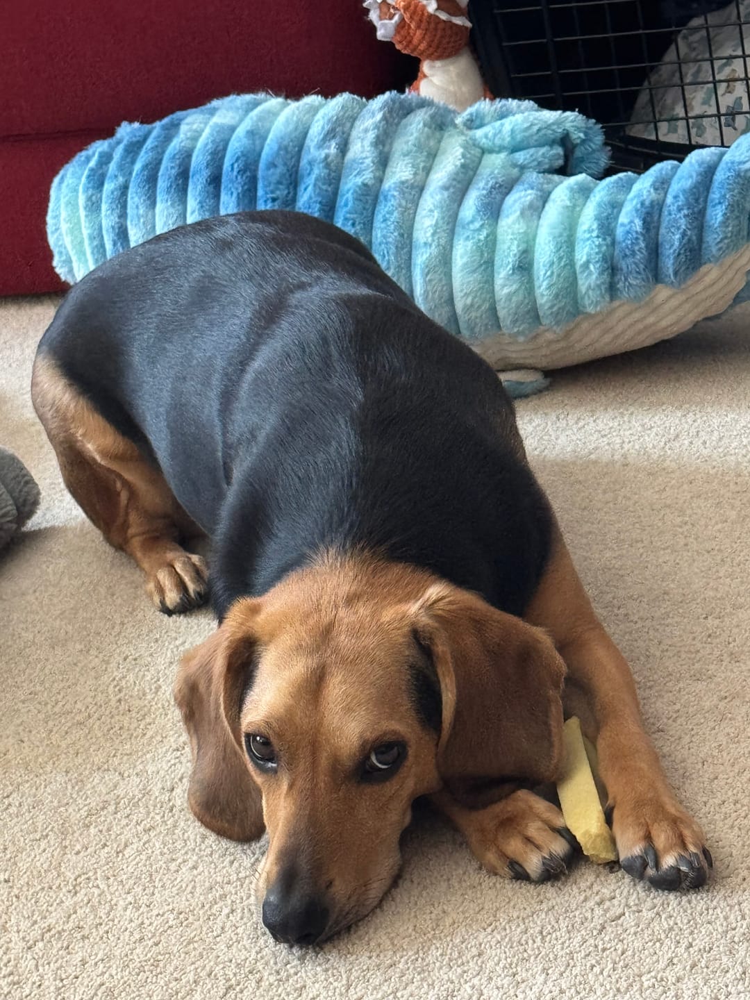 Customer photo review of Banana Yak Chews