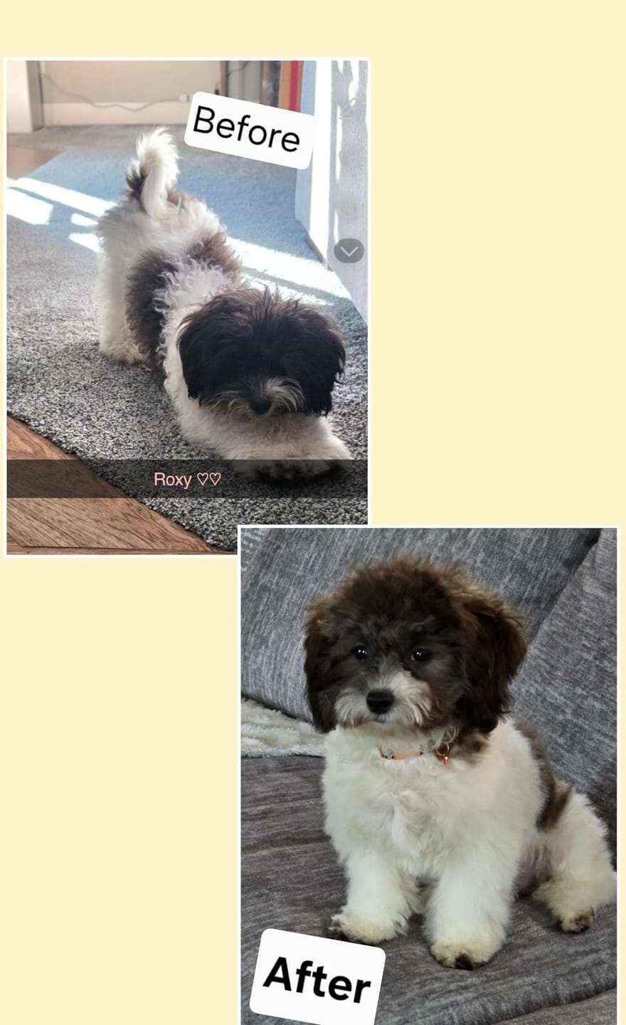 Customer photo review of Calm Grooming at home™.