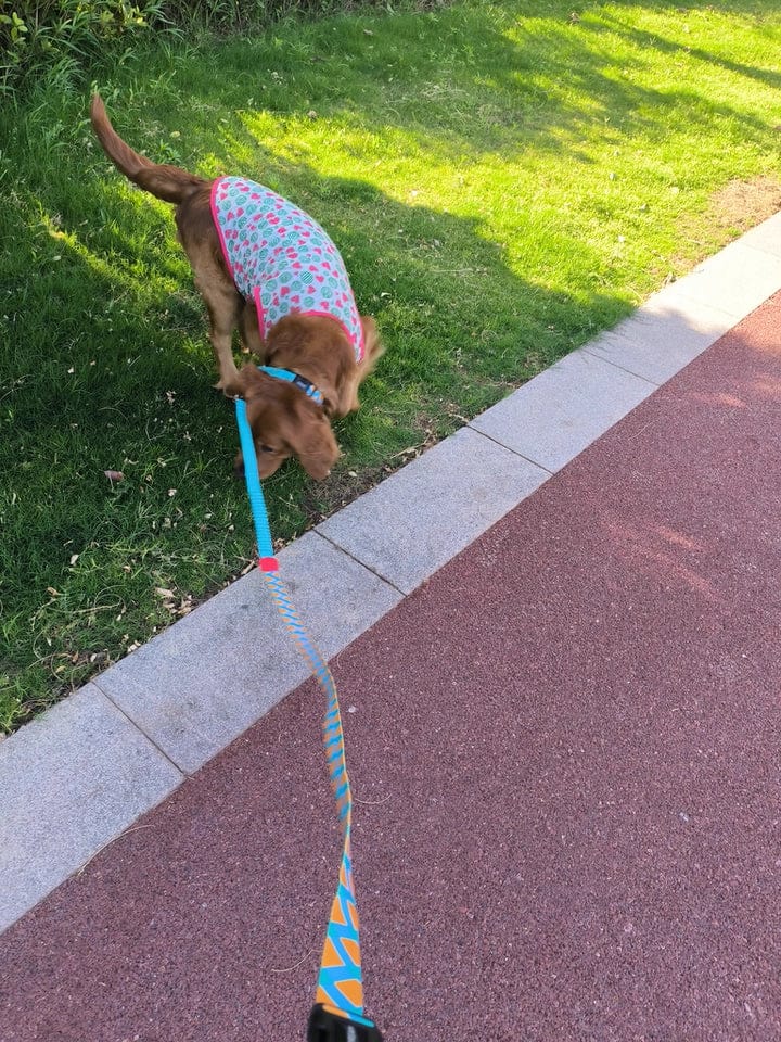 Customer photo review of Colorful PRO Bungee Dog Leash – 3-in-1 Shock-Absorbing Design, Single or Set with No Choke X Harness