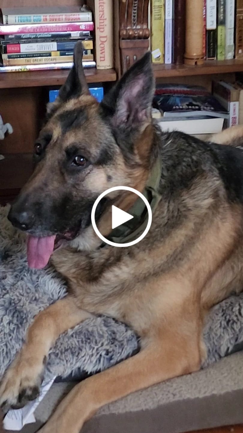 Customer video review of Metal-Buckle Tactical K9 Dog Collar With Hook & Loop Panel & Top Handle