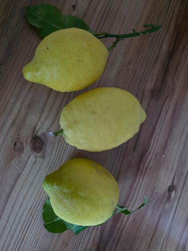 Rezensent zeigt drei frische Bio Zitronen der Familie Bilardi auf einer Holzoberfläche.