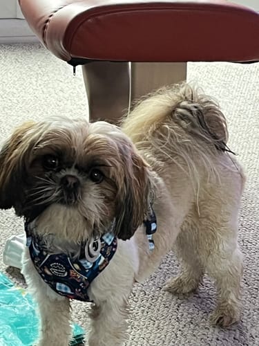 Customer photo review of Disney© Lead - Alice In Wonderland