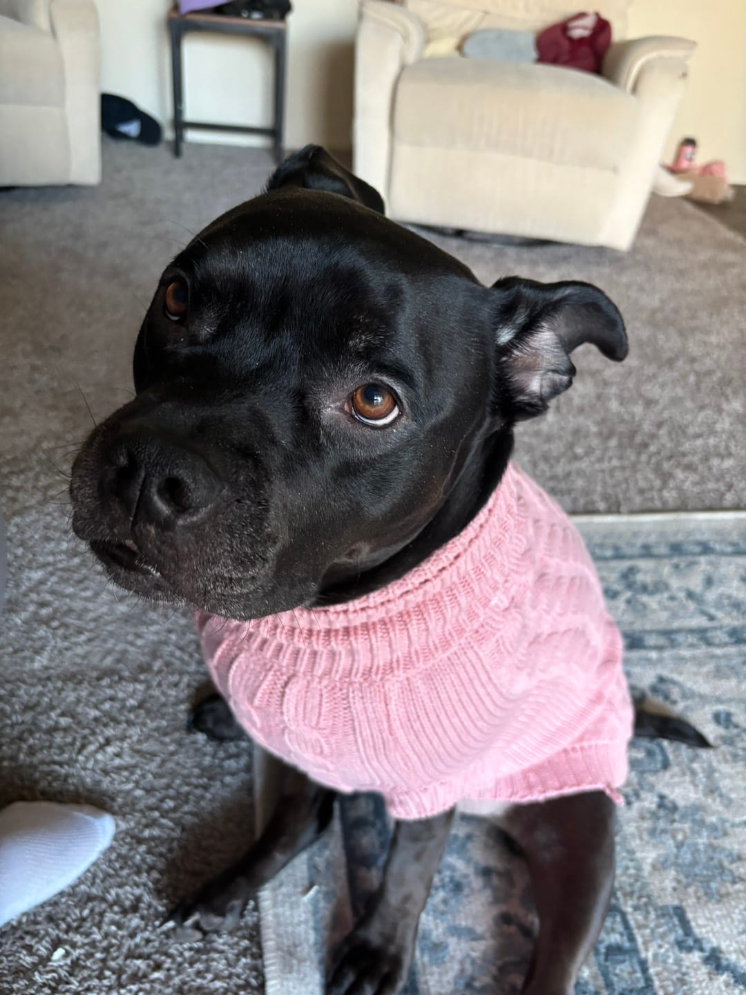 Customer photo review of Cable Knit Dog Sweater - Pink